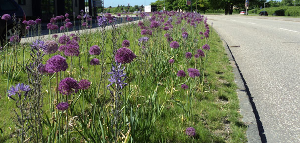 Allium og Camassia i Næstved